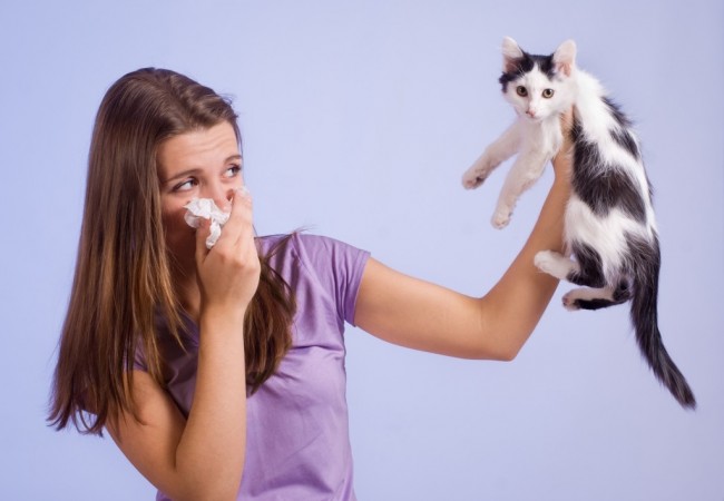 Animal fur allergy. What’s that, what’re the symptoms and how to treat it?