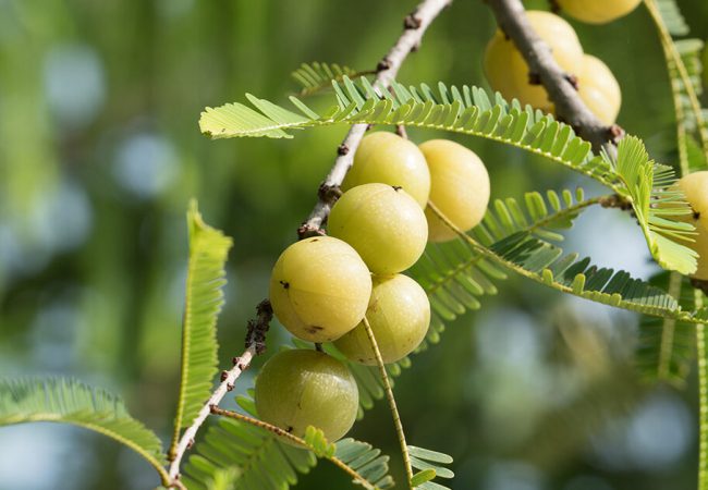 Natural amla hair oil. How to use it?